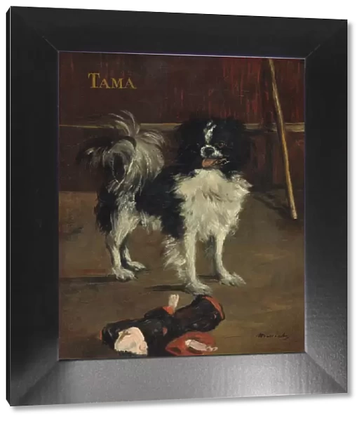 Tama, the Japanese Dog, c. 1875. Creator: Edouard Manet