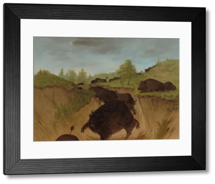 Framed Print : Grizzly Bears Attacking Buffalo, 1861 / 1869. Creator: George Catlin Framed Print : Grizzly Bears Attacking Buffalo, 1861 / 1869. Creator: George Catlin