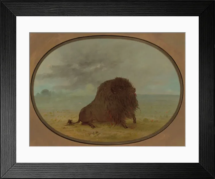 Framed Print : Dying Buffalo Bull, 1861 / 1869. Creator: George Catlin Framed Print : Dying Buffalo Bull, 1861 / 1869. Creator: George Catlin