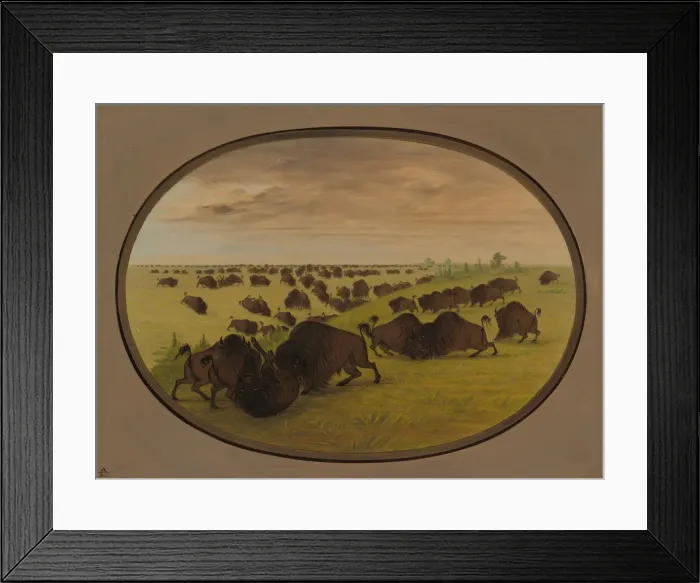 Framed Print : Bulls Fighting, 1861 / 1869. Creator: George Catlin Framed Print : Bulls Fighting, 1861 / 1869. Creator: George Catlin
