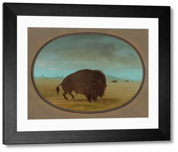 Framed Print : Wounded Buffalo Bull, 1861 / 1869. Creator: George Catlin Framed Print : Wounded Buffalo Bull, 1861 / 1869. Creator: George Catlin