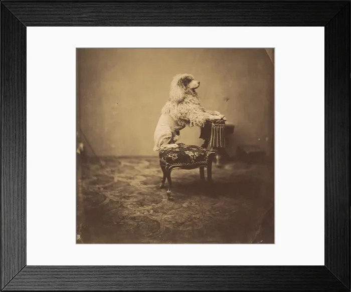 Framed Print : [Empress Eugenie's Poodle], 1850s. Creator: Andre-Adolphe-Eugene Disderi