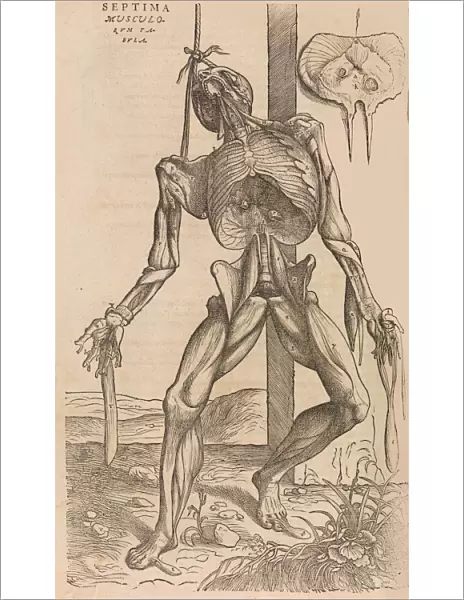 De humani corporis fabrica (Of the Structure of the Human Body), 1555