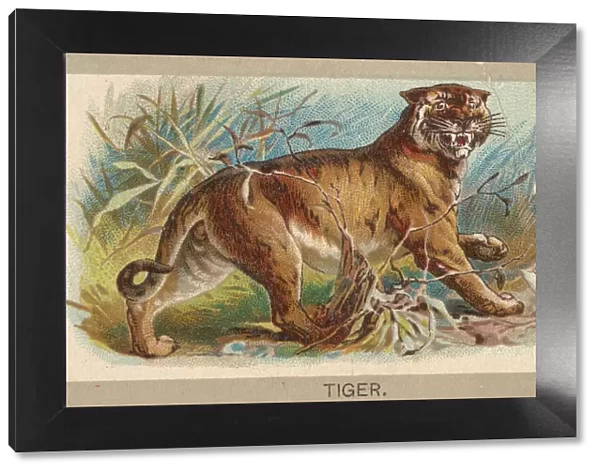 Tiger, from the Animals of the World series (T180), issued by Abdul Cigarettes, 1881