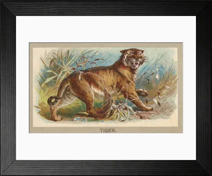 Framed Print : Tiger, from the Animals of the World series (T180), issued by Abdul Cigarettes, 1881 Framed Print : Tiger, from the Animals of the World series (T180), issued by Abdul Cigarettes, 1881
