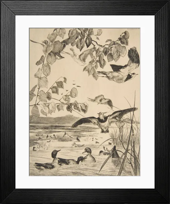 Framed Print : Vanneaux et Sarcelles, 1862. Creator: Felix Bracquemond Framed Print : Vanneaux et Sarcelles, 1862. Creator: Felix Bracquemond