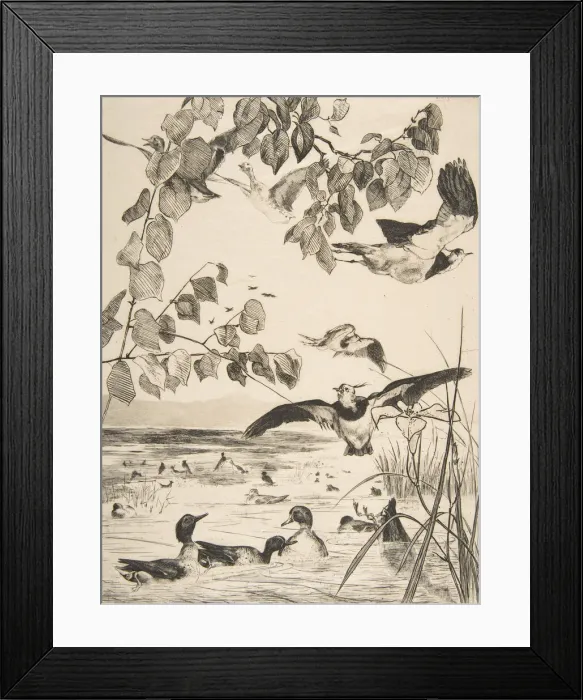 Framed Print : Vanneaux et Sarcelles, 1862. Creator: Felix Bracquemond Framed Print : Vanneaux et Sarcelles, 1862. Creator: Felix Bracquemond