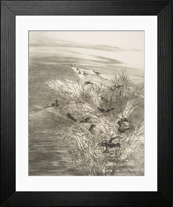 Framed Print : Roseaux et Sarcelles, 1882. Creator: Felix Bracquemond Framed Print : Roseaux et Sarcelles, 1882. Creator: Felix Bracquemond