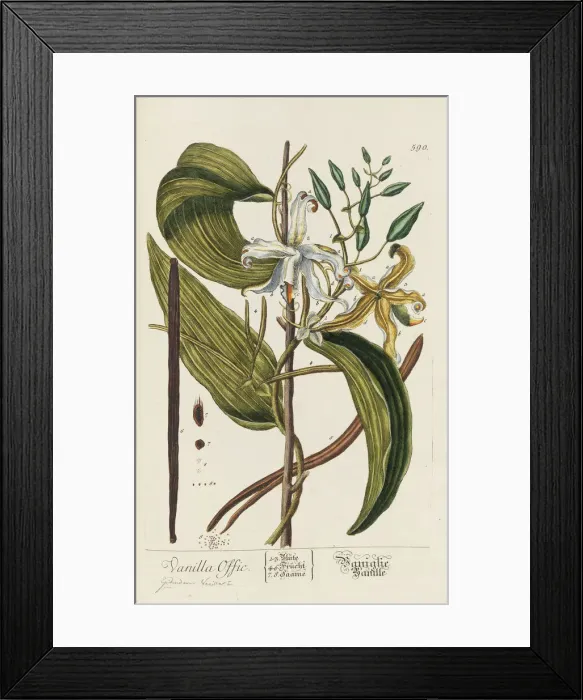 Framed Print : Herbarium Blackwellianum emendatum et auctum, 1754-1773 Framed Print : Herbarium Blackwellianum emendatum et auctum, 1754-1773