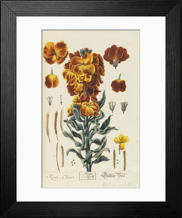 Framed Print : Herbarium Blackwellianum emendatum et auctum, 1754-1773 Framed Print : Herbarium Blackwellianum emendatum et auctum, 1754-1773