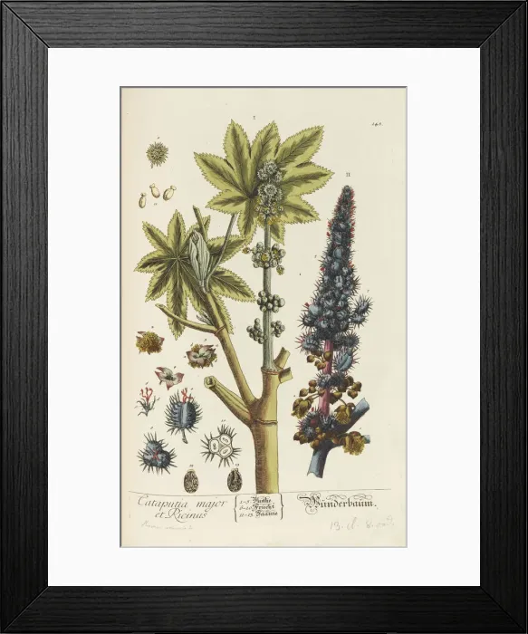 Framed Print : Herbarium Blackwellianum emendatum et auctum, 1754-1773 Framed Print : Herbarium Blackwellianum emendatum et auctum, 1754-1773