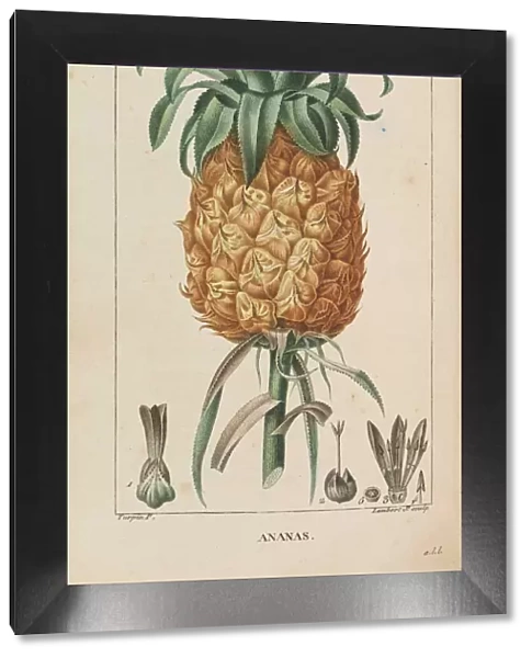 Ananas. Flore medicale, 1814-1820. Creator: Chaumeton