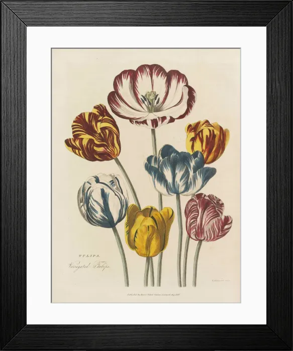 Framed Print : The universal herbal, 1824. Creator: Green, Thomas (active 1816-1824) Framed Print : The universal herbal, 1824. Creator: Green, Thomas (active 1816-1824)