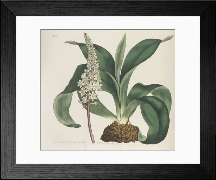 Framed Print : Botanical Magazine, 1787-1833. Creator: Curtis, William (1746-1799) Framed Print : Botanical Magazine, 1787-1833. Creator: Curtis, William (1746-1799)