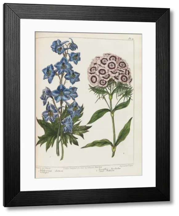 Framed Print : Illustration from Practical Gardening by Alexander McDonald, 1807 Framed Print : Illustration from Practical Gardening by Alexander McDonald, 1807