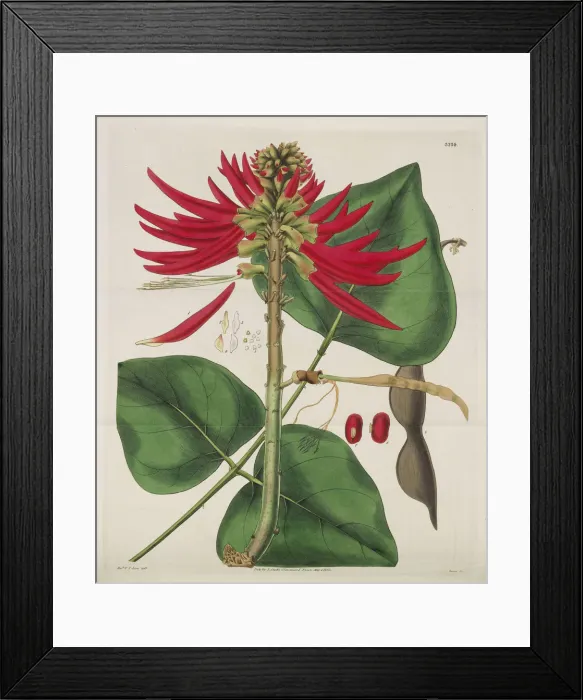 Framed Print : Botanical Magazine, 1787-1833. Creator: Curtis, William (1746-1799) Framed Print : Botanical Magazine, 1787-1833. Creator: Curtis, William (1746-1799)