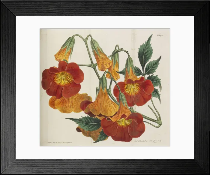 Framed Print : Botanical Magazine, 1787-1833. Creator: Curtis, William (1746-1799)