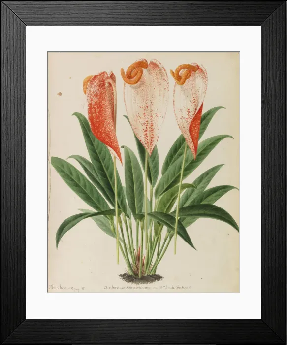 Framed Print : Originaux de publications horticulture et arboriculture, 1878-1881 Framed Print : Originaux de publications horticulture et arboriculture, 1878-1881