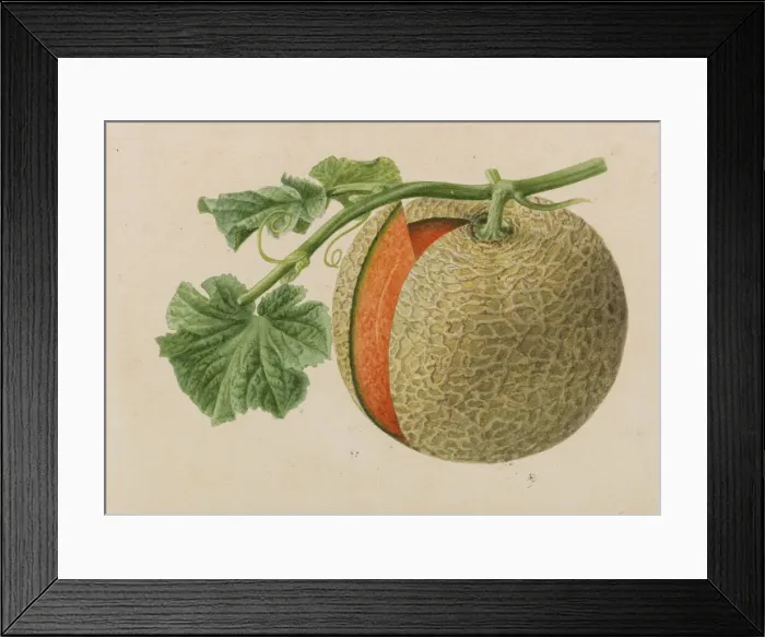 Framed Print : Originaux de publications horticulture et arboriculture, 1878-1881 Framed Print : Originaux de publications horticulture et arboriculture, 1878-1881