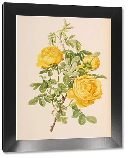 Illustration from The genus rosa by Ellen Willmott, 1914