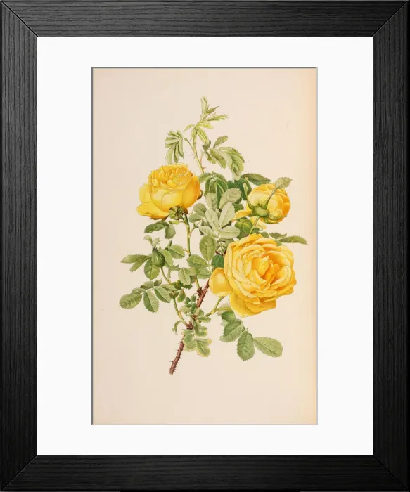 Framed Print : Illustration from The genus rosa by Ellen Willmott, 1914 Framed Print : Illustration from The genus rosa by Ellen Willmott, 1914
