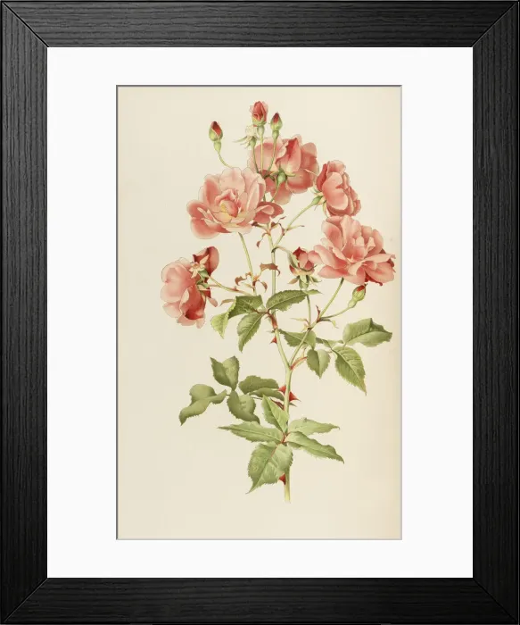 Framed Print : Illustration from The genus rosa by Ellen Willmott, 1914 Framed Print : Illustration from The genus rosa by Ellen Willmott, 1914