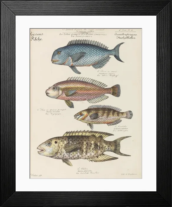 Framed Print : Cours d histoire naturelle, 1825-1826. Creator: Oudart, Paul Louis (1796-1860) Framed Print : Cours d histoire naturelle, 1825-1826. Creator: Oudart, Paul Louis (1796-1860)