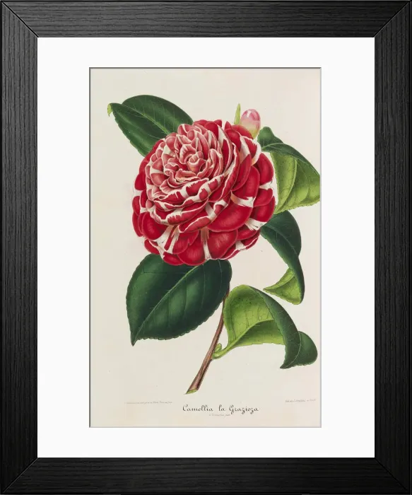 Framed Print : Nouvelle iconographie des Camellias, 1850-1860. Creator: Verschaffelt Framed Print : Nouvelle iconographie des Camellias, 1850-1860. Creator: Verschaffelt