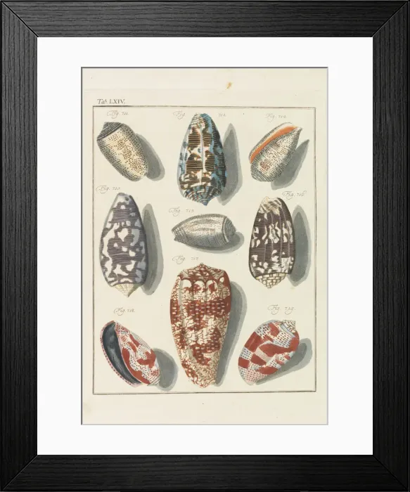 Framed Print : Neues systematisches Conchylien-Cabinet, 1768. Creator: Martini Framed Print : Neues systematisches Conchylien-Cabinet, 1768. Creator: Martini