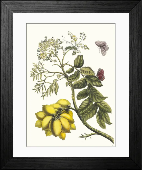 Framed Print : Prunier d Amerique. From the Book Metamorphosis insectorum Surinamensium, 1705 Framed Print : Prunier d Amerique. From the Book Metamorphosis insectorum Surinamensium, 1705