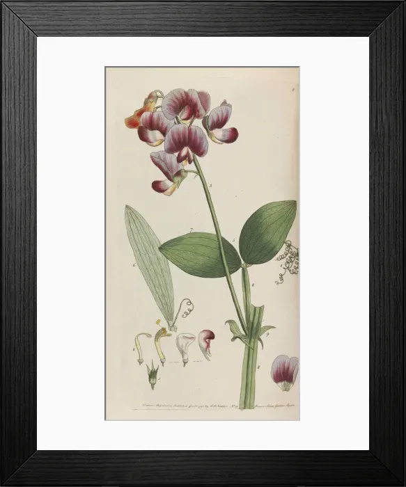 Framed Print : Flora rustica, 1792. Creator: Martyn, Thomas (1735-1825) Framed Print : Flora rustica, 1792. Creator: Martyn, Thomas (1735-1825)