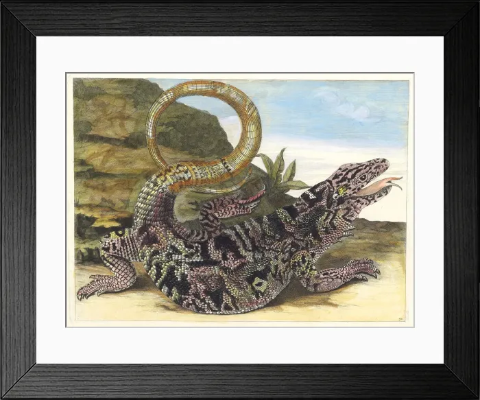 Framed Print : Sauvegarde. From the Book Metamorphosis insectorum Surinamensium, 1705 Framed Print : Sauvegarde. From the Book Metamorphosis insectorum Surinamensium, 1705