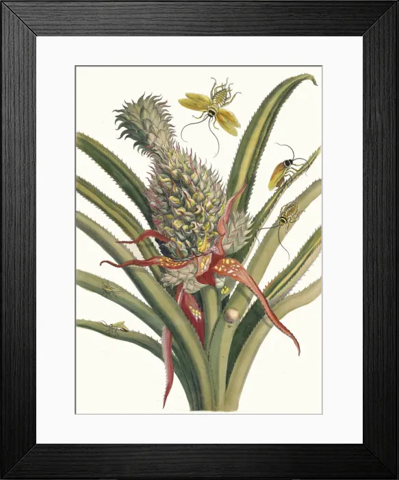 Framed Print : Ananas. From the Book Metamorphosis insectorum Surinamensium, 1705 Framed Print : Ananas. From the Book Metamorphosis insectorum Surinamensium, 1705