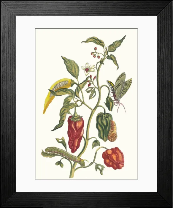 Framed Print : Poivre d jnde. From the Book Metamorphosis insectorum Surinamensium, 1705 Framed Print : Poivre d jnde. From the Book Metamorphosis insectorum Surinamensium, 1705