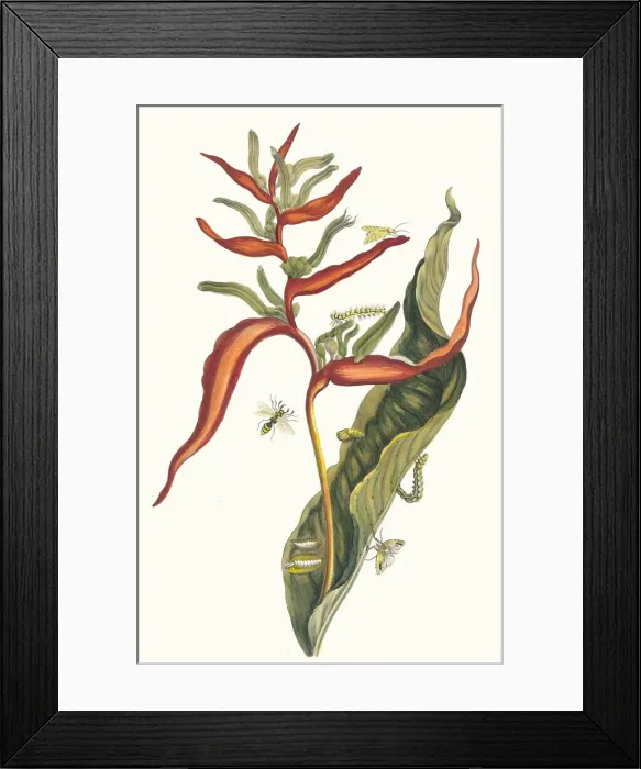 Framed Print : Ballia. From the Book Metamorphosis insectorum Surinamensium, 1705 Framed Print : Ballia. From the Book Metamorphosis insectorum Surinamensium, 1705