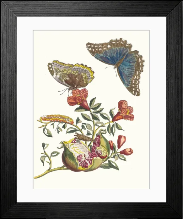 Framed Print : Grenadier. From the Book Metamorphosis insectorum Surinamensium, 1705 Framed Print : Grenadier. From the Book Metamorphosis insectorum Surinamensium, 1705