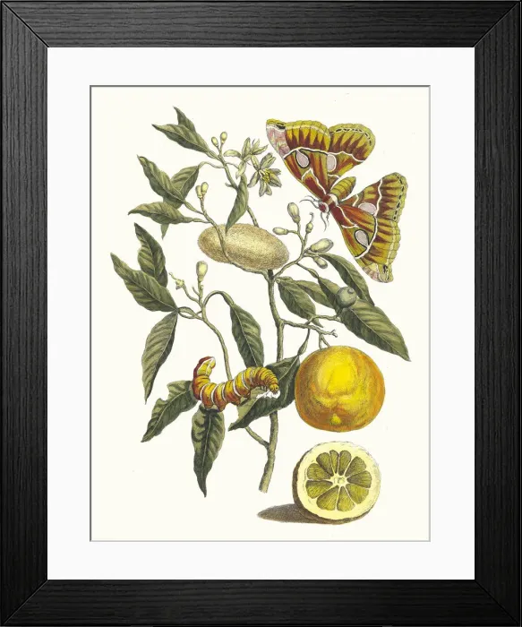 Framed Print : Lemon. From the Book Metamorphosis insectorum Surinamensium, 1705 Framed Print : Lemon. From the Book Metamorphosis insectorum Surinamensium, 1705