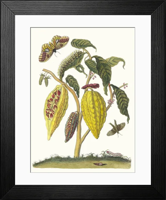 Framed Print : Cacao. From the Book Metamorphosis insectorum Surinamensium, 1705 Framed Print : Cacao. From the Book Metamorphosis insectorum Surinamensium, 1705