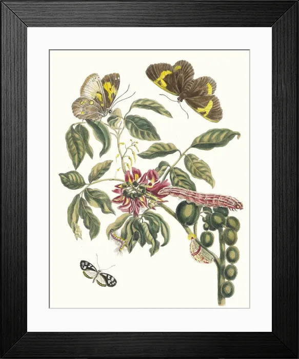 Framed Print : Coronilla Americana Arborescens. From the Book Metamorphosis insectorum Surinamensium Framed Print : Coronilla Americana Arborescens. From the Book Metamorphosis insectorum Surinamensium