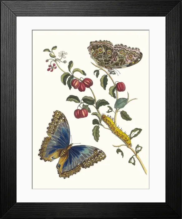 Framed Print : Cerises d Amerique. From the Book Metamorphosis insectorum Surinamensium, 1705 Framed Print : Cerises d Amerique. From the Book Metamorphosis insectorum Surinamensium, 1705