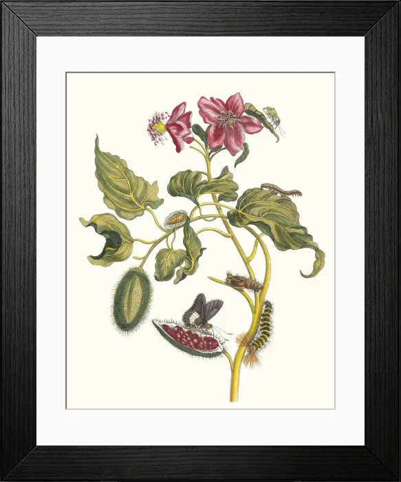 Framed Print : Rocu. From the Book Metamorphosis insectorum Surinamensium, 1705 Framed Print : Rocu. From the Book Metamorphosis insectorum Surinamensium, 1705