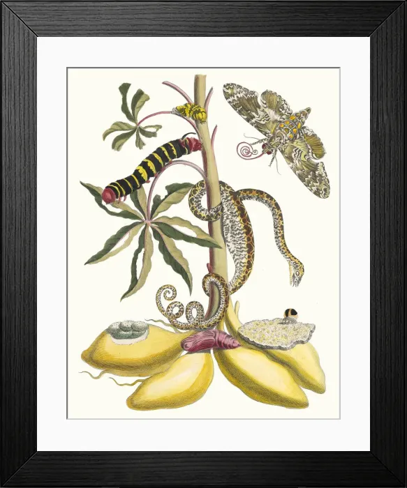 Framed Print : Cassave. From the Book Metamorphosis insectorum Surinamensium, 1705 Framed Print : Cassave. From the Book Metamorphosis insectorum Surinamensium, 1705