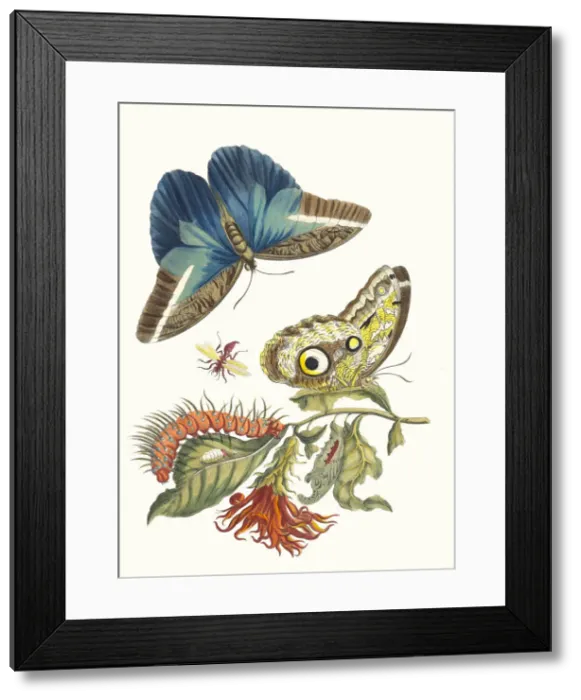 Framed Print : Pachystachys coccinea. From the Book Metamorphosis insectorum Surinamensium, 1705 Framed Print : Pachystachys coccinea. From the Book Metamorphosis insectorum Surinamensium, 1705