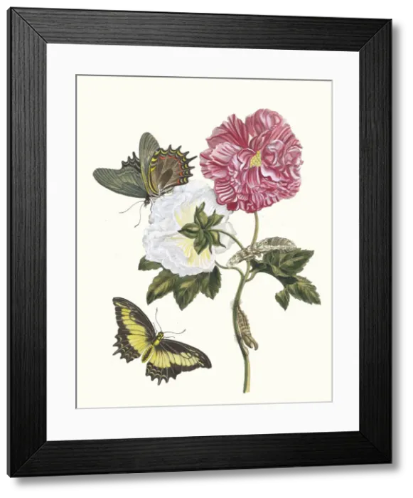 Framed Print : Rosier. From the Book Metamorphosis insectorum Surinamensium, 1705 Framed Print : Rosier. From the Book Metamorphosis insectorum Surinamensium, 1705