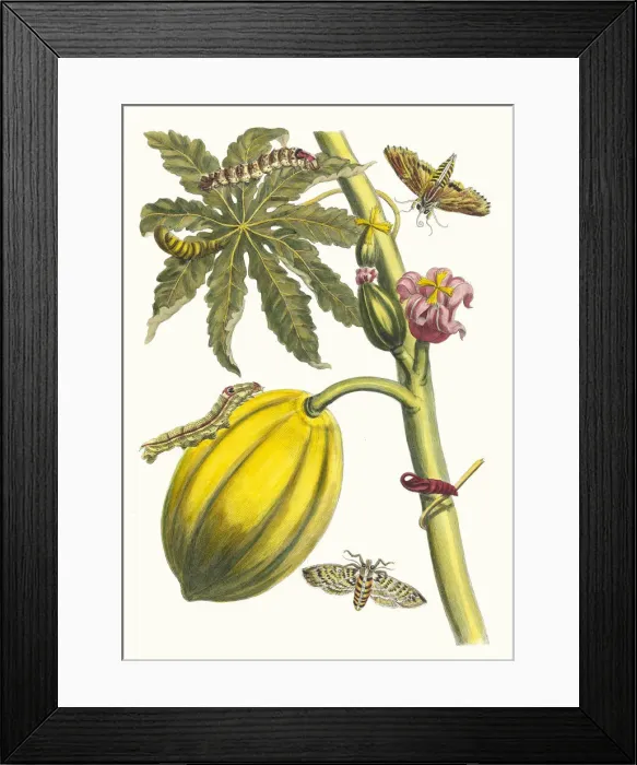 Framed Print : Papaya. From the Book Metamorphosis insectorum Surinamensium, 1705 Framed Print : Papaya. From the Book Metamorphosis insectorum Surinamensium, 1705