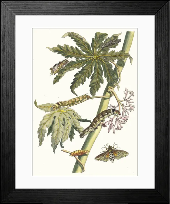 Framed Print : Papay. From the Book Metamorphosis insectorum Surinamensium, 1705 Framed Print : Papay. From the Book Metamorphosis insectorum Surinamensium, 1705