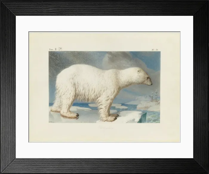 Framed Print : Polar bear, 1796. Creator: Marechal, Nicolas (1753-1802) Framed Print : Polar bear, 1796. Creator: Marechal, Nicolas (1753-1802)