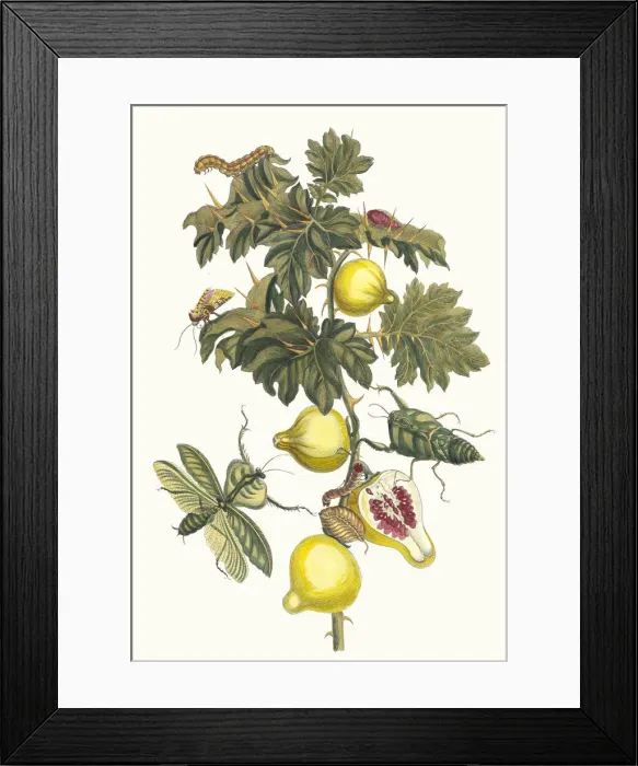 Framed Print : Pomme de Sodome. From the Book Metamorphosis insectorum Surinamensium, 1705 Framed Print : Pomme de Sodome. From the Book Metamorphosis insectorum Surinamensium, 1705