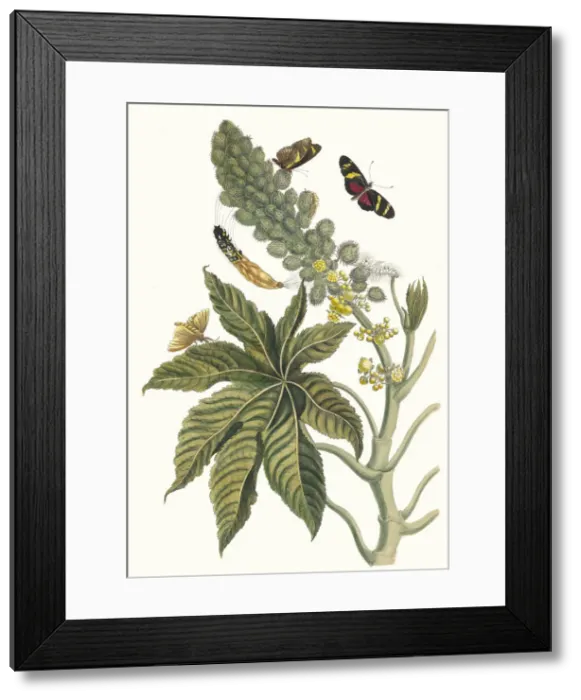 Framed Print : Palma Christi. From the Book Metamorphosis insectorum Surinamensium, 1705 Framed Print : Palma Christi. From the Book Metamorphosis insectorum Surinamensium, 1705