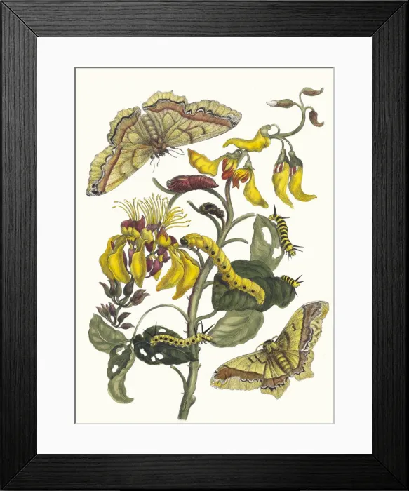 Framed Print : Pallisaden-boom. From the Book Metamorphosis insectorum Surinamensium, 1705 Framed Print : Pallisaden-boom. From the Book Metamorphosis insectorum Surinamensium, 1705